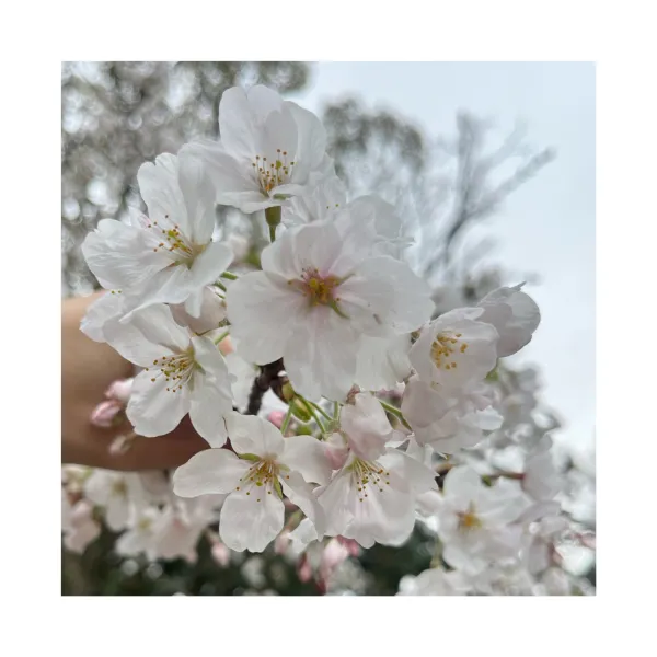 1日お礼🧸💌出勤してます🫶 | AMATERAS-アマテラス- Kayano（かやの）