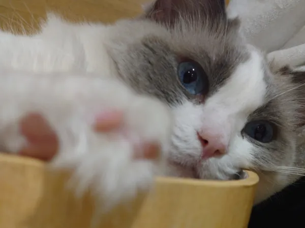 【🔓】お休みのアレコレ🌻🐈‍⬛🩵 | Number Five なな