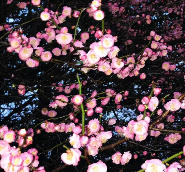 (*˙˘˙*)❥❥ | ラブコレクション みり