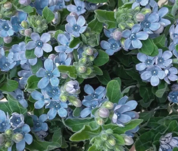 (˶'ᵕ'˶ )‪︎ | ラブコレクション みり