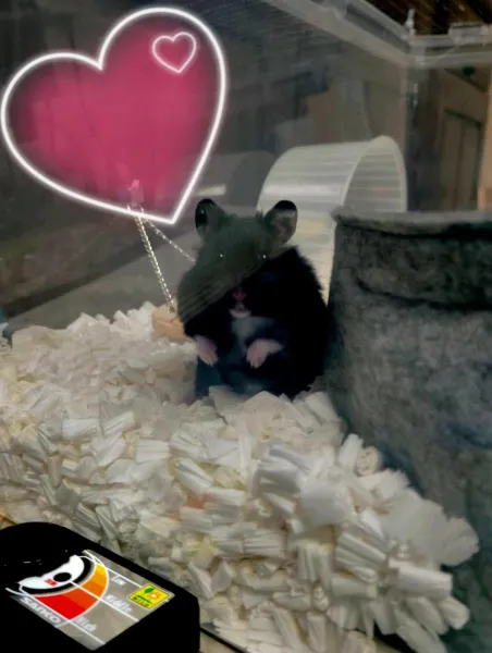 どしたのww | －PTA－ れいらさん