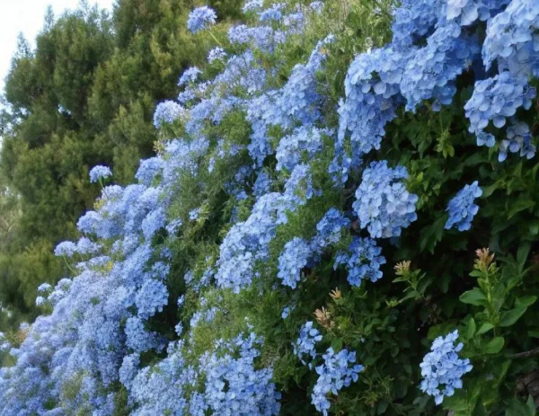 𐔌ᵔ ܸ>⩊ | ラブコレクション みり