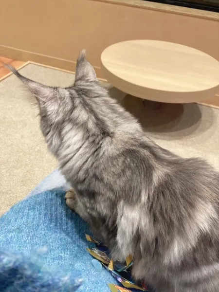 ฅ ˆ.  ̫.ˆ ฅ🩵 | ラブコレクション みな