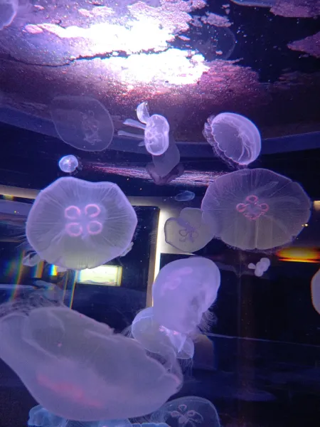 無題 | －PTA－ ゆめかさん