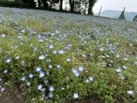 明日の出勤！🈵 | AMATERAS-アマテラス- Remi(れみ）