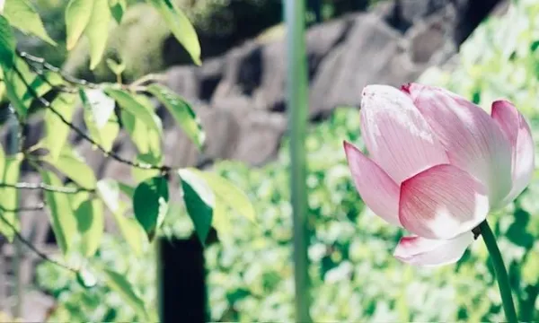 夏かな？？… | －PTA－ つきのさん