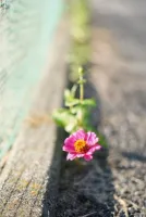 おやすみなさい… | －PTA－ つきのさん