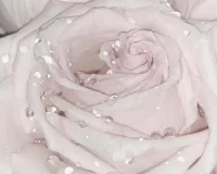 お礼 | －PTA－ 【体験】まいさん