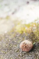 大寝癖… | －PTA－ つきのさん