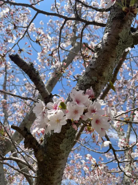 女の子明け👧 | ラブコレクション あいか