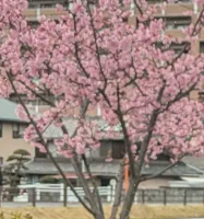 出勤します💛 | ♡人材派遣りっぷる♡～素人・人妻・熟女専門店～ きり