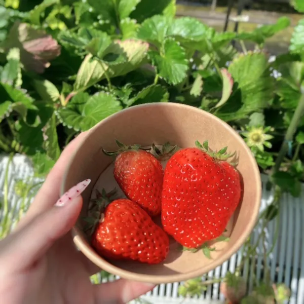 出勤♡ | ラブコレクション みさき