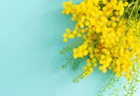 3月 | －PTA－ ゆらりさん