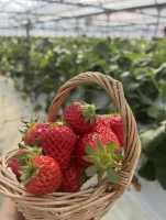  | ー輝きー　レッドベリル 上西 こころ（かみにし こころ）