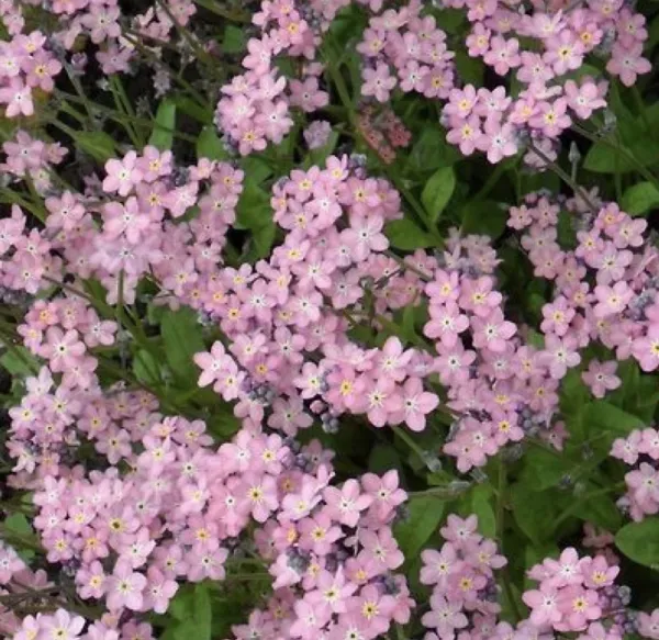 ( っ•ω•ｃ ) | ラブコレクション みり