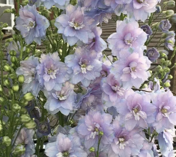 (˶'ᵕ'˶ )‪︎ | ラブコレクション みり