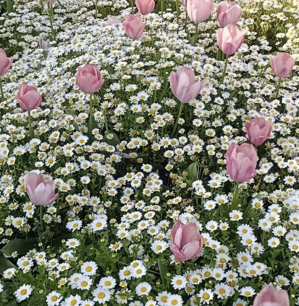 (◍ ´꒳` ◍) | ラブコレクション みり