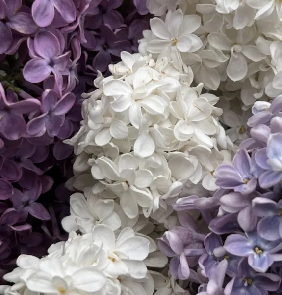 (❁´ω`❁) | ラブコレクション みり