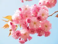 させていただく | 人妻セゾン ほたる
