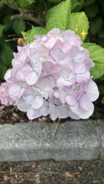 🎋先週の💦 | ラブコレクション みな