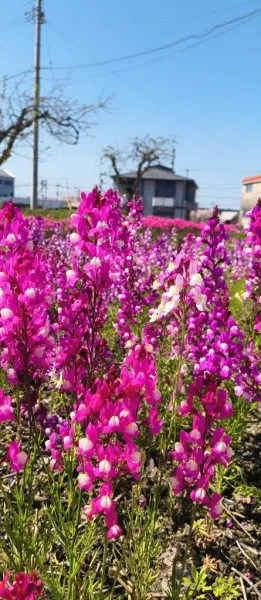 nana606本指様 | 【24H営業】クラブ・エンジェルハート◆松山・今治・西条店◆ 『みな』★松山本店★