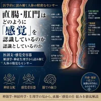 「なぜ、部位によって感じ方が違うのか？」その答えは、解剖学にありました。 | 広島痴女性感フェチ倶楽部 いずみ