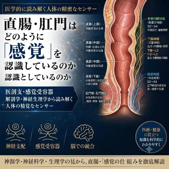 「なぜ、部位によって感じ方が違うのか？」その答えは、解剖学にありました。 | 広島痴女性感フェチ倶楽部 いずみ
