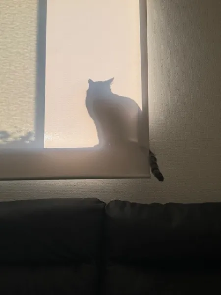 𝐺𝑜𝑜𝑑 𝑚𝑜𝑟𝑛𝑖𝑛𝑔︎ ☀️ |  はる