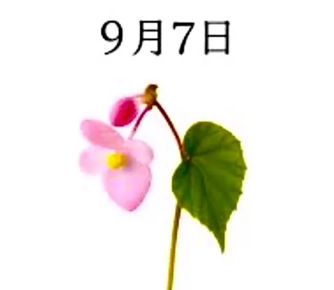 ウィズ303🌿新規のお客様💝 | ♡人材派遣りっぷる♡～素人・人妻・熟女専門店～ かれん
