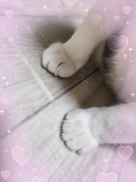 おやすみなさい🌙 |  【体験】さつき